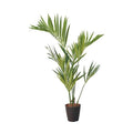 GLPS-1528/150cmケンチャヤシポット 全長150cm 幅100cm 鉢:φ26cm×H30cm/業務用/新品/送料別途見積