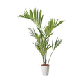 GLPS-1528/150cmケンチャヤシポット 全長150cm 幅100cm 鉢:φ26cm×H30cm/業務用/新品/送料別途見積