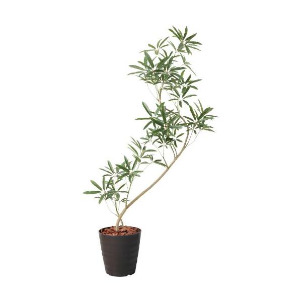GLPS-1532/137cmシェフレラアンガスティフォリア 全長137cm 幅70cm 鉢:φ27cm×H27cm/業務用/新品/送料別途見積