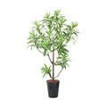 GLPS-1536/115cmドラセナインディア 全長115cm 幅45cm 鉢サイズ:H30cm W26?30.5cm/業務用/新品/送料別途見積