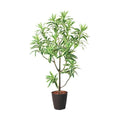 GLPS-1536/115cmドラセナインディア 全長115cm 幅45cm 鉢サイズ:H30cm W26?30.5cm/業務用/新品/送料別途見積