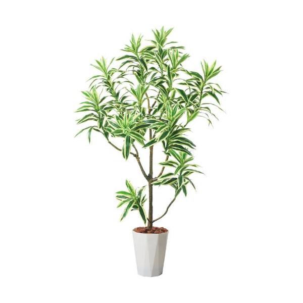 GLPS-1536/115cmドラセナインディア 全長115cm 幅45cm 鉢サイズ:H30cm W26?30.5cm/業務用/新品/送料別途見積
