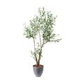 GLPS-1560A/180cmオリーブ 全長180cm 幅105cm 鉢サイズ:H35～36cm W31.5～37.5cm/業務用/新品/送料別途見積