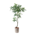 GLPS-1565A/150cmパキラ 全長150cm 幅70cm 鉢サイズ:H25～28cm W27.5～29cm/業務用/新品/送料別途見積