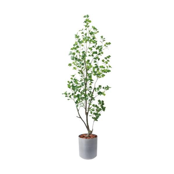 GLPS-1570A/180cmフィカストライアンギュラス 全長180cm 幅60cm 鉢サイズ:H35～36cm W31.5～37.5cm/業務用/新品/送料別途見積