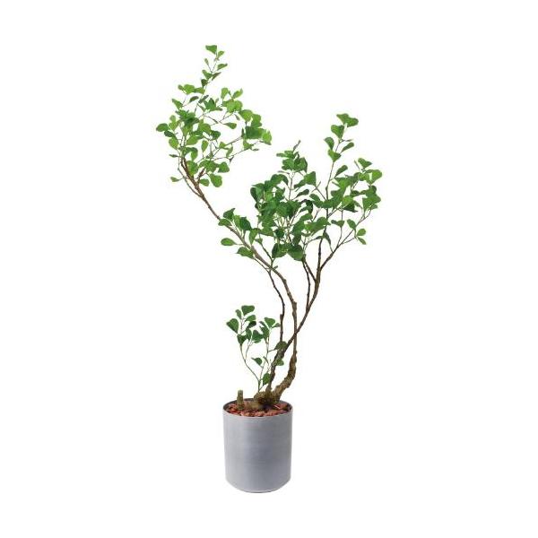 GLPS-1578A/125cmフィカストライアンギュラス 全長125cm 幅95cm 鉢サイズ:H25～28cm W27.5～29cm/業務用/新品/送料別途見積