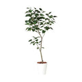 ポピー インドボダイジュ1.8m GLPT-216 全長180cm・幅80cm・奥行60cm 鉢：φ28.5cm×H32cm