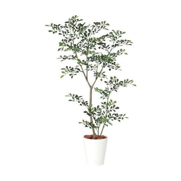ポピー トネリコ1.8m GLPT-217 全長180cm・幅80cm・奥行70cm 鉢：φ28.5cm×H32cm