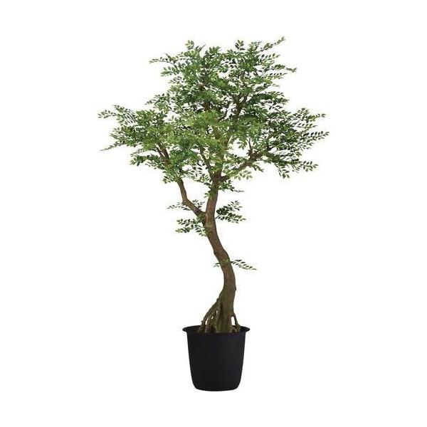 ポピー ゴールデンリーフコアッド2.3m GLPT-227 全長230cm・幅120cm・奥行105cm 鉢：φ43cm×H38cm